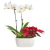 Classic Christmas Garden 1 Classic Christmas Garden -GreenNest Shop 10IN Dot White Orchid with Yellow Lip and Red Poinsettia with Moss Topping 600x600 63ccda7e e53b 47d2 9206 e0cfaad3dc69