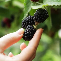 3-in-1 Blackberry Bush 10 3-in-1 Blackberry Bush -GreenNest Shop 3 in 1 blackberry 1