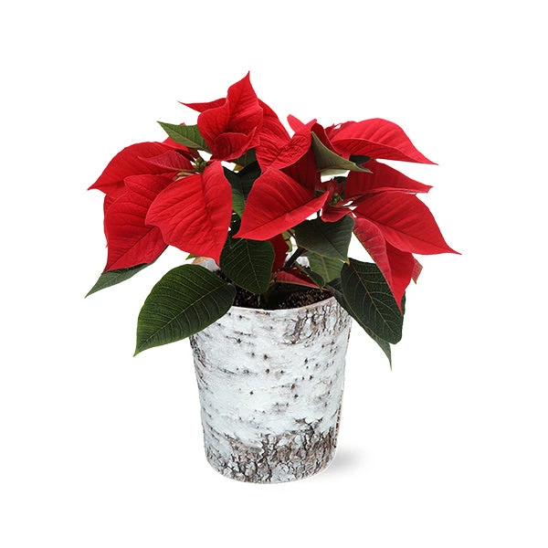Red Poinsettia In Birch Pot 3 Red Poinsettia In Birch Pot