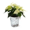 White Poinsettia In Birch Pot -GreenNest Shop 4IN Birch Pot White Poinsettia 600x600 47515ef1 b43c 45ca 8128 241a08debdf0