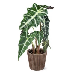 Alocasia Polly With Decorative Pot 12 Alocasia Polly With Decorative Pot -GreenNest Shop 5IN Brown Wilson with Alocasia Poly 81da9bba bcd6 47b4 b5e6 a3f6514742b3