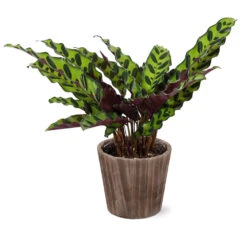 Calathea Rattlesnake With Decorative Pot -GreenNest Shop 5IN Brown Wilson with Calathea Rattlesnake