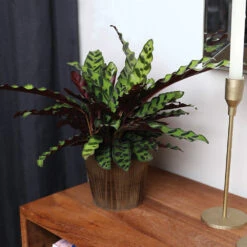 Calathea Rattlesnake With Decorative Pot -GreenNest Shop 5IN Brown Wilson with Calathea Rattlesnake 5