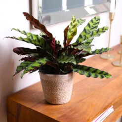 Calathea Rattlesnake With Decorative Pot -GreenNest Shop 5IN Brown Wilson with Calathea Rattlesnake 7