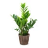 5-Inch ZZ Plant In Decorative Pot -GreenNest Shop 5IN Brown Wilson with ZZ 600x600 1