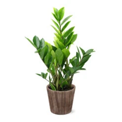 5-Inch ZZ Plant In Decorative Pot -GreenNest Shop 5IN Brown Wilson with ZZ 9c7c1b95 ff7a 4ac9 9a42 2f1b3b35730a