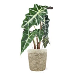 Alocasia Polly With Decorative Pot 13 Alocasia Polly With Decorative Pot -GreenNest Shop 5IN Jute with Alocasia Poly