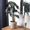 Alocasia Polly With Decorative Pot -GreenNest Shop 5IN Jute with Alocasia Poly 600x600 1