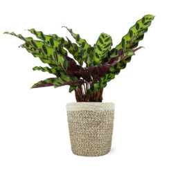 Calathea Rattlesnake With Decorative Pot -GreenNest Shop 5IN Jute with Calathea Rattlesnake bb96e6f4 9362 49d9 b89b 64cc05050bc2