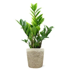5-Inch ZZ Plant In Decorative Pot -GreenNest Shop 5IN Jute with ZZ