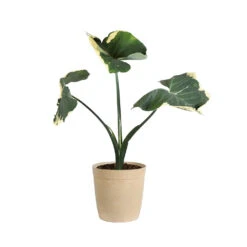 Mickey Mouse Alocasia (Alocasia Xanthosoma Variegata) -GreenNest Shop ALO MIC3 beigedelilah