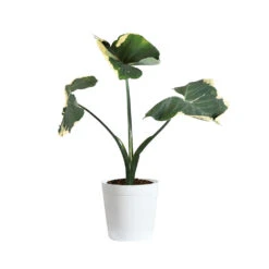 Mickey Mouse Alocasia (Alocasia Xanthosoma Variegata) -GreenNest Shop ALO MIC3 whitedelilah