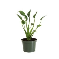Tiny Dancer Plant -GreenNest Shop ALO TIN.6