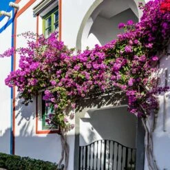 Alexandra Bougainvillea -GreenNest Shop ALexandra BOugainvillea 4 BB