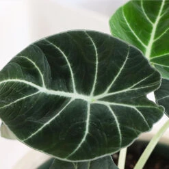 Alocasia Black Velvet -GreenNest Shop ALocasia Black Velvet BB 6