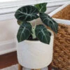 Alocasia Black Velvet 1 Alocasia Black Velvet -GreenNest Shop ALocasia Black Velvet BB 600x600 dc370293 504d 4faa 91ac d292103c8284