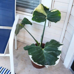 Mickey Mouse Alocasia (Alocasia Xanthosoma Variegata) -GreenNest Shop ALocasia Mickey Mouse 1