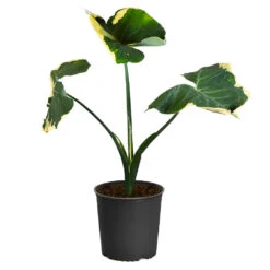 Mickey Mouse Alocasia (Alocasia Xanthosoma Variegata) -GreenNest Shop ALocasia Mickey Mouse 4