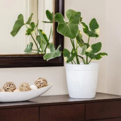 Mickey Mouse Alocasia (Alocasia Xanthosoma Variegata) -GreenNest Shop ALocasia Mickey Mouse 7 BB