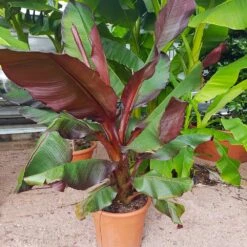 Red Abyssinian Banana Tree -GreenNest Shop Abyssinian Banana Ensata 5 BB