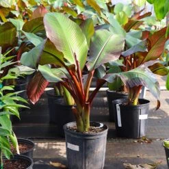 Red Abyssinian Banana Tree -GreenNest Shop Abyssinian Banana Ensata 7