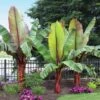 Red Abyssinian Banana Tree -GreenNest Shop Abyssinian Banana Ensata BB 600x600 f7d46329 2867 4529 9544 d3e2fb588497