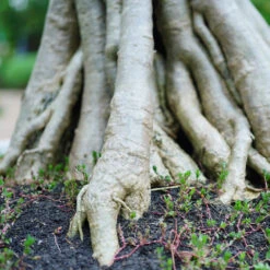 Desert Rose Adenium Shrub -GreenNest Shop Adenium obesum 2