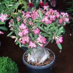 Desert Rose Adenium Shrub -GreenNest Shop Adenium obesum 3