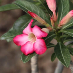 Desert Rose Adenium Shrub -GreenNest Shop Adenium obesum 4