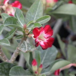 Desert Rose Adenium Shrub -GreenNest Shop Adenium obesum 5 BB