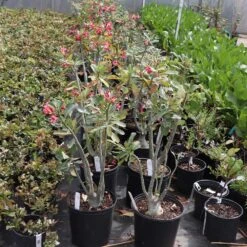 Desert Rose Adenium Shrub -GreenNest Shop Adenium obesum 7