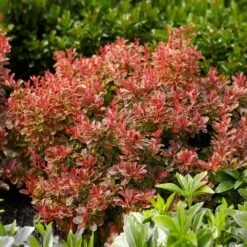 Admiration Barberry Shrub -GreenNest Shop Admiration Barberry 1