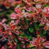 Admiration Barberry Shrub -GreenNest Shop Admiration Barberry BB 600x600 99337817 f6b2 4d00 9109 267c6d46e8f6