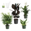 Air-Purifying House Plant Kit -GreenNest Shop Air Purifying 600x600 4ed74176 bac8 494f ba80 6f5ce2baa662