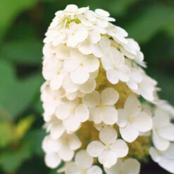 Alice Oakleaf Hydrangea Shrub 8 Alice Oakleaf Hydrangea Shrub -GreenNest Shop Alice Oakleaf Hydrangea 2