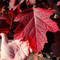 Alice Oakleaf Hydrangea Shrub 9 Alice Oakleaf Hydrangea Shrub -GreenNest Shop Alice Oakleaf Hydrangea 4