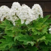Alice Oakleaf Hydrangea Shrub -GreenNest Shop Alice Oakleaf Hydrangea BB 600x600 990c24fb db62 463b 95ba 7d7d17c3dddd
