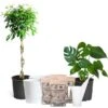 All-in-One House Plant Kit -GreenNest Shop AllinOneHouseplant Kit 600x600 ffb76663 0a27 45f8 aed0 30775de85e3f