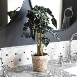 Alocasia Polly With Decorative Pot 15 Alocasia Polly With Decorative Pot -GreenNest Shop Alocasia 2