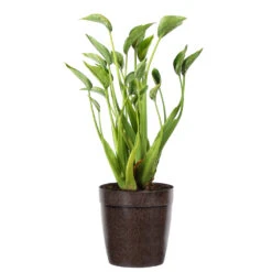 Tiny Dancer Plant -GreenNest Shop Alocasia Tiny Dancer delilah brown