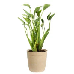 Tiny Dancer Plant -GreenNest Shop Alocasia Tiny Dancer delilah tan