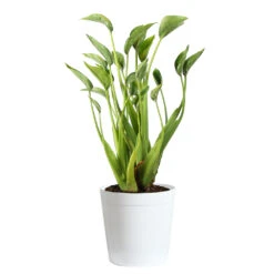 Tiny Dancer Plant -GreenNest Shop Alocasia Tiny Dancer delilah white