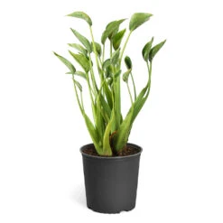 Tiny Dancer Plant -GreenNest Shop Alocasia Tiny Dancer standard