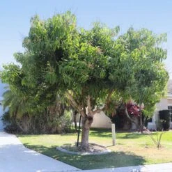 Alphonso Mango Tree -GreenNest Shop Alphonso Mango 5 BB