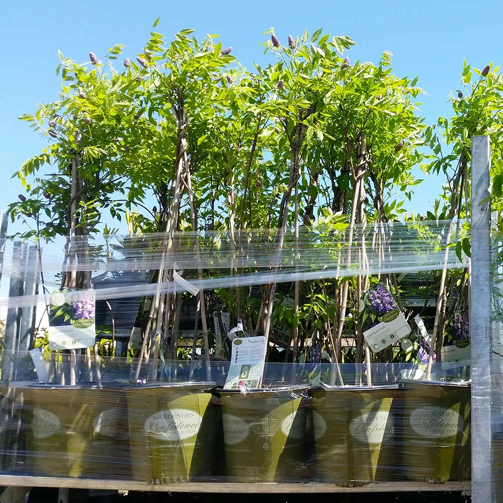 Amethyst Falls Wisteria Vine 8 Amethyst Falls Wisteria Vine - Image 6