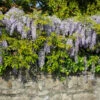 Amethyst Falls Wisteria Vine