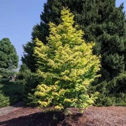 Amber Glow™ Redwood Tree -GreenNest Shop Amber Redwood 10 BB