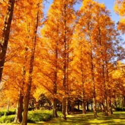 Amber Glow™ Redwood Tree -GreenNest Shop Amber Redwood 7 BB