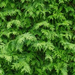American Arborvitae Tree 10 American Arborvitae Tree -GreenNest Shop American Arborvitae