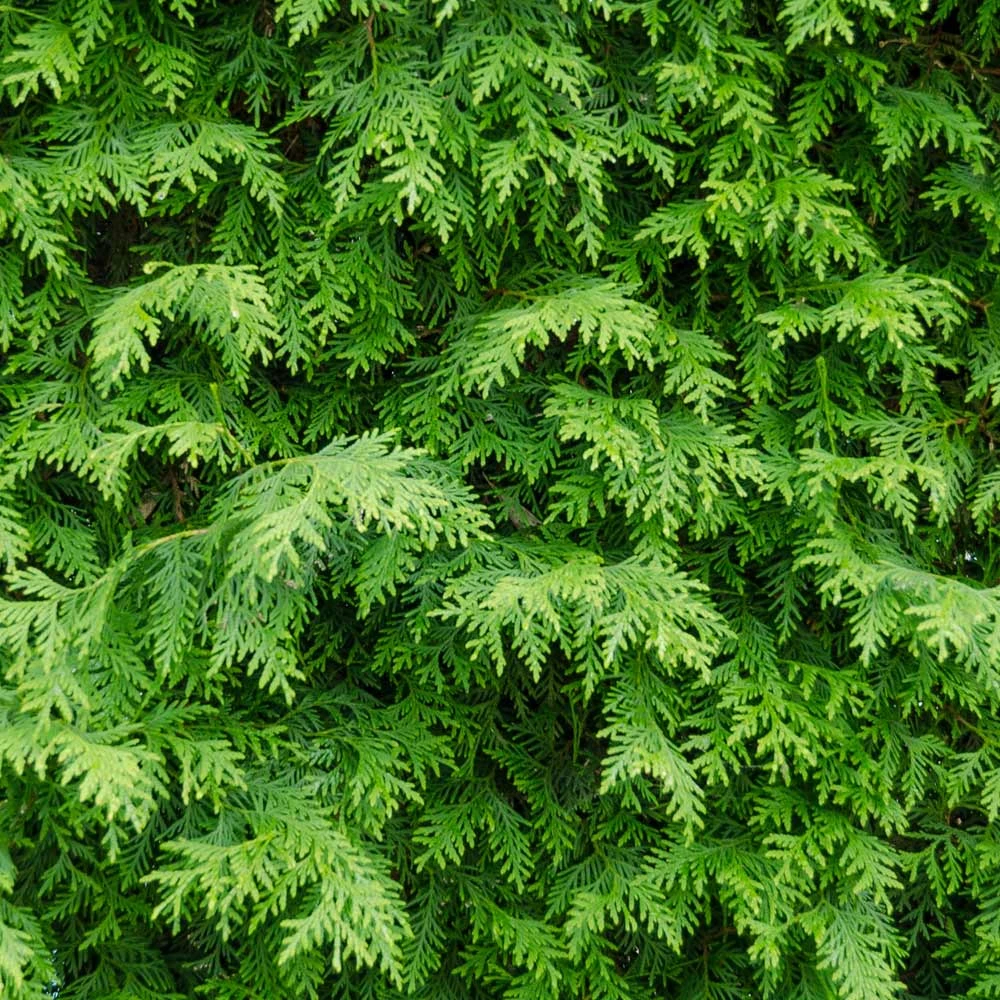 American Arborvitae Tree 5 American Arborvitae Tree - Image 3